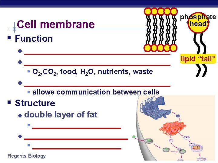 Cell membrane phosphate “head” § Function _______________________________ u § O 2, CO 2, food,