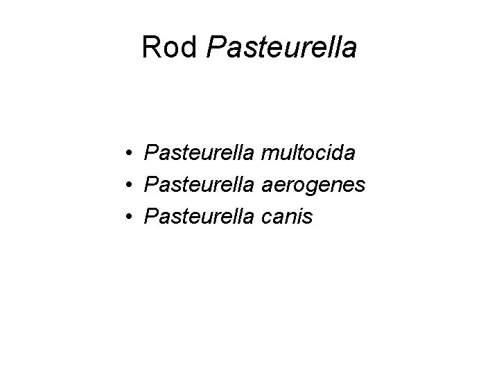 Rod Pasteurella • Pasteurella multocida • Pasteurella aerogenes • Pasteurella canis 