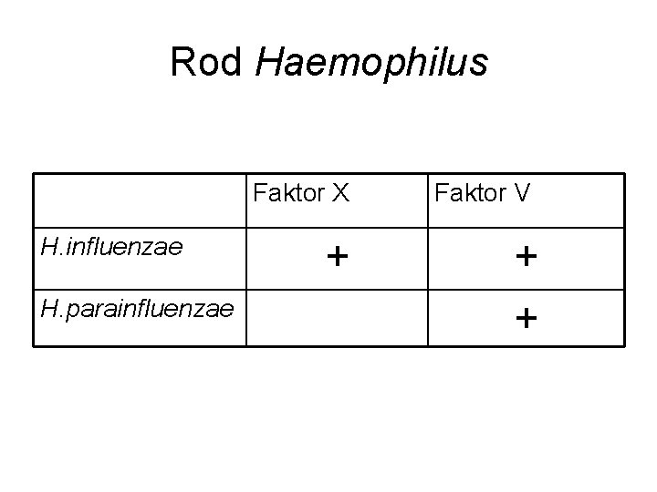 Rod Haemophilus H. influenzae H. parainfluenzae Faktor X Faktor V + + + 