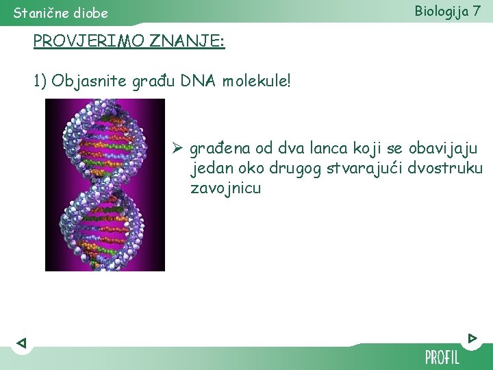 Biologija 7 Stanične diobe PROVJERIMO ZNANJE: 1) Objasnite građu DNA molekule! Ø građena od