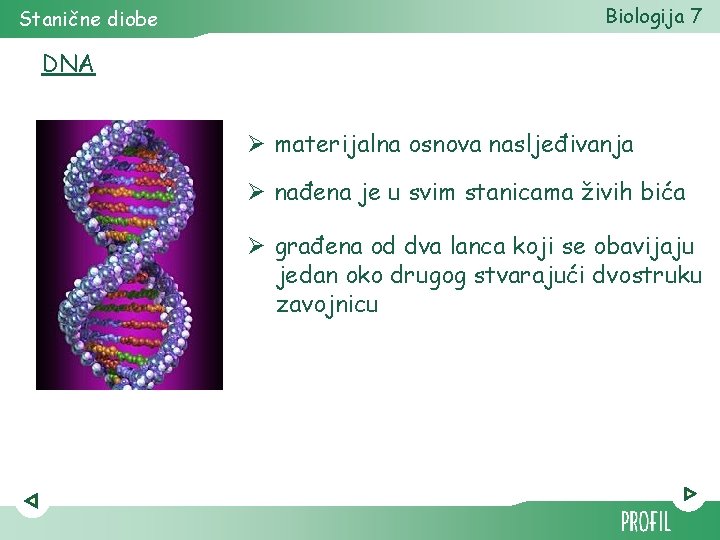 Stanične diobe Biologija 7 DNA Ø materijalna osnova nasljeđivanja Ø nađena je u svim
