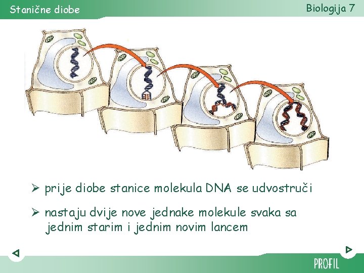 Stanične diobe Biologija 7 Ø prije diobe stanice molekula DNA se udvostruči Ø nastaju
