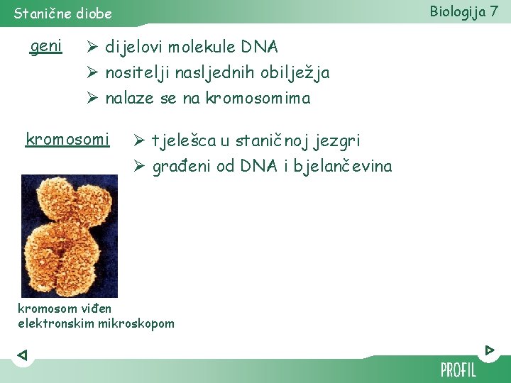 Biologija 7 Stanične diobe geni Ø dijelovi molekule DNA Ø nositelji nasljednih obilježja Ø