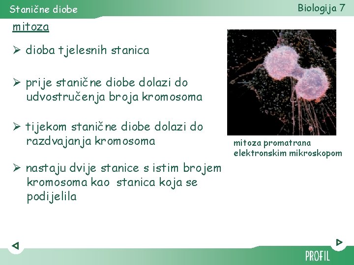 Stanične diobe Biologija 7 mitoza Ø dioba tjelesnih stanica Ø prije stanične diobe dolazi