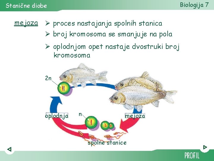 Biologija 7 Stanične diobe mejoza Ø proces nastajanja spolnih stanica Ø broj kromosoma se