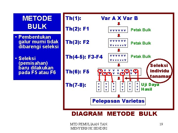 METODE BULK • Pembentukan galur murni tidak dibarengi seleksi • Seleksi (pemisahan) baru dilakukan