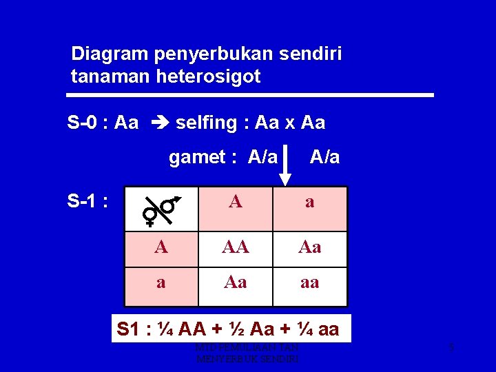Diagram penyerbukan sendiri tanaman heterosigot S-0 : Aa selfing : Aa x Aa gamet