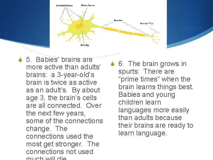 S 5. Babies’ brains are more active than adults’ brains: a 3 -year-old’s brain