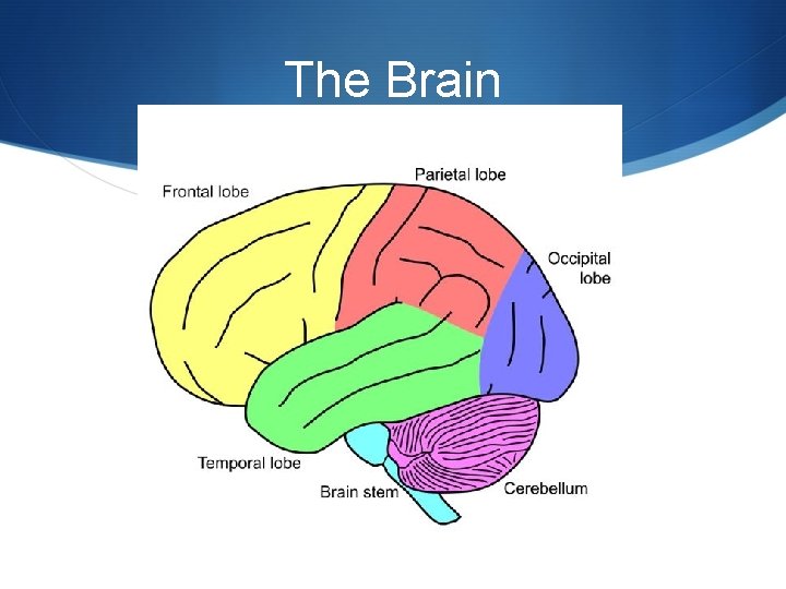 The Brain 