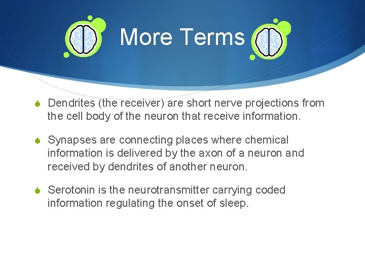 More Terms S Dendrites (the receiver) are short nerve projections from the cell body