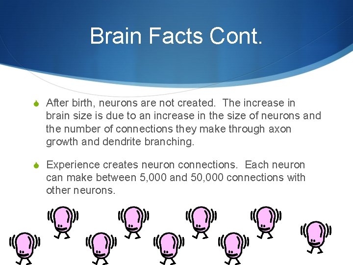 Brain Facts Cont. S After birth, neurons are not created. The increase in brain