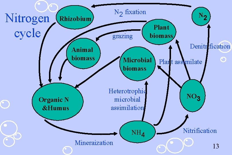 Nitrogen cycle N 2 fixation Rhizobium grazing Plant biomass Denitrification Animal biomass Organic N