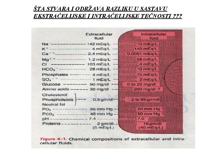 ŠTA STVARA I ODRŽAVA RAZLIKU U SASTAVU EKSTRAĆELIJSKE I INTRAĆELIJSKE TEČNOSTI ? ? ?