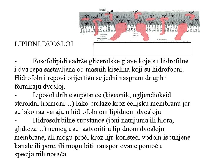 LIPIDNI DVOSLOJ - Fosofolipidi sadrže glicerolske glave koje su hidrofilne i dva repa sastavljena