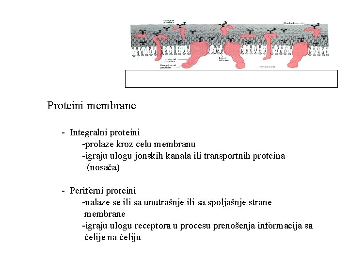 Proteini membrane - Integralni proteini -prolaze kroz celu membranu -igraju ulogu jonskih kanala ili