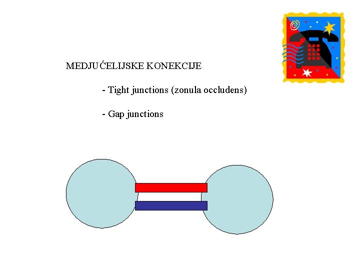 MEDJUĆELIJSKE KONEKCIJE - Tight junctions (zonula occludens) - Gap junctions 