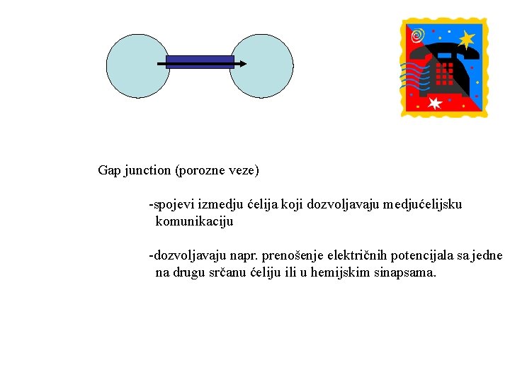 Gap junction (porozne veze) -spojevi izmedju ćelija koji dozvoljavaju medjućelijsku komunikaciju -dozvoljavaju napr. prenošenje