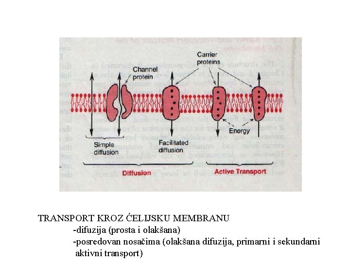TRANSPORT KROZ ĆELIJSKU MEMBRANU -difuzija (prosta i olakšana) -posredovan nosačima (olakšana difuzija, primarni i