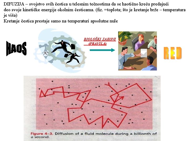 DIFUZIJA – svojstvo svih čestica u telesnim tečnostima da se haotično kreću predajući deo