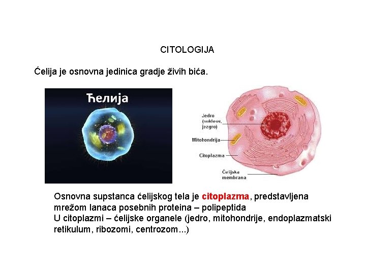 CITOLOGIJA Ćelija je osnovna jedinica gradje živih bića. Osnovna supstanca ćelijskog tela je citoplazma,