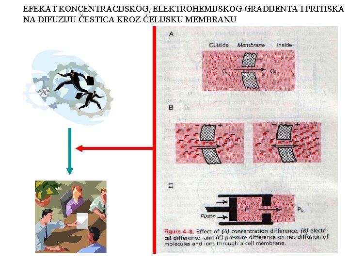 EFEKAT KONCENTRACIJSKOG, ELEKTROHEMIJSKOG GRADIJENTA I PRITISKA NA DIFUZIJU ČESTICA KROZ ĆELIJSKU MEMBRANU 