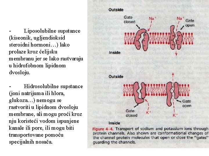 - Liposolubilne supstance (kiseonik, ugljendioksid steroidni hormoni…) lako prolaze kroz ćelijsku membranu jer se