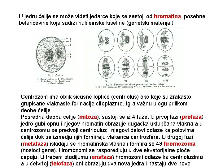 U jedru ćelije se može videti jedarce koje se sastoji od hromatina, posebne belanćevine