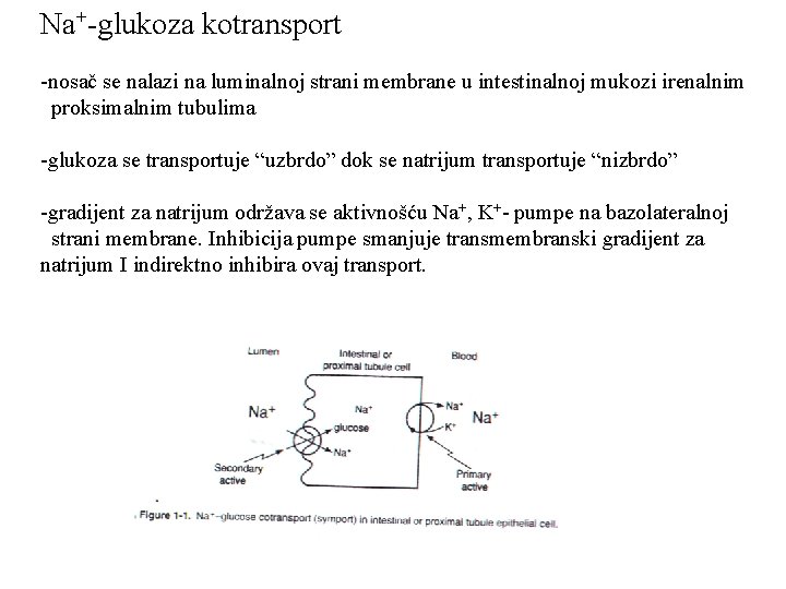 Na+-glukoza kotransport -nosač se nalazi na luminalnoj strani membrane u intestinalnoj mukozi irenalnim proksimalnim