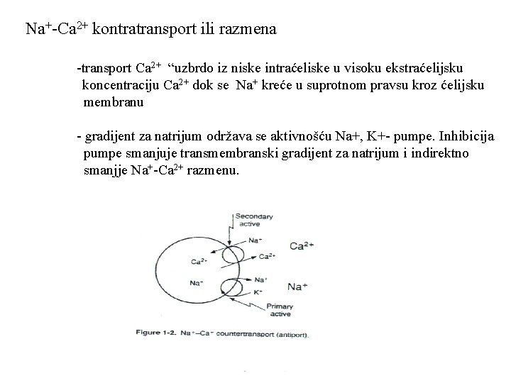 Na+-Ca 2+ kontratransport ili razmena -transport Ca 2+ “uzbrdo iz niske intraćeliske u visoku