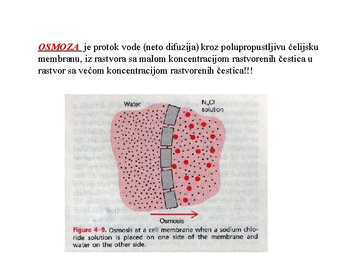 OSMOZA je protok vode (neto difuzija) kroz polupropustljivu ćelijsku membranu, iz rastvora sa malom