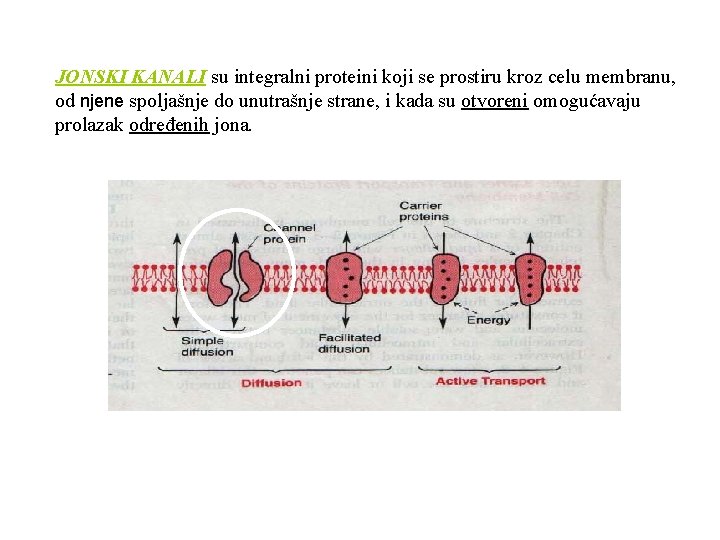 JONSKI KANALI su integralni proteini koji se prostiru kroz celu membranu, od njene spoljašnje