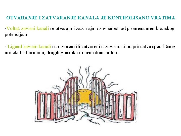 OTVARANJE I ZATVARANJE KANALA JE KONTROLISANO VRATIMA -Voltaž zavisni kanali se otvaraju i zatvaraju