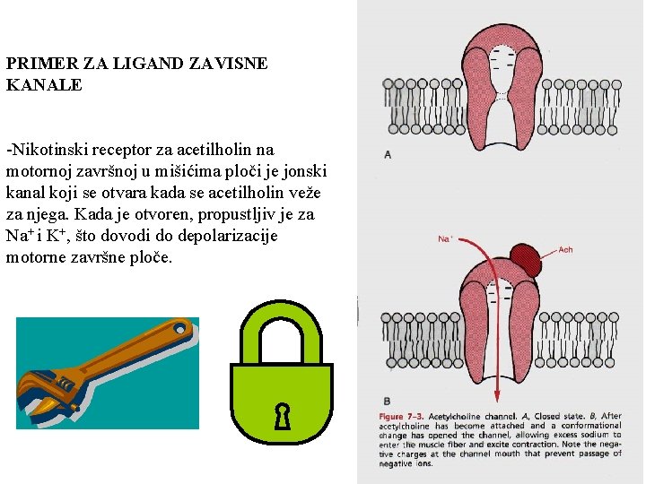 PRIMER ZA LIGAND ZAVISNE KANALE -Nikotinski receptor za acetilholin na motornoj završnoj u mišićima