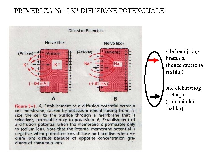 PRIMERI ZA Na+ I K+ DIFUZIONE POTENCIJALE sile hemijskog kretanja (koncentraciona razlika) sile električnog