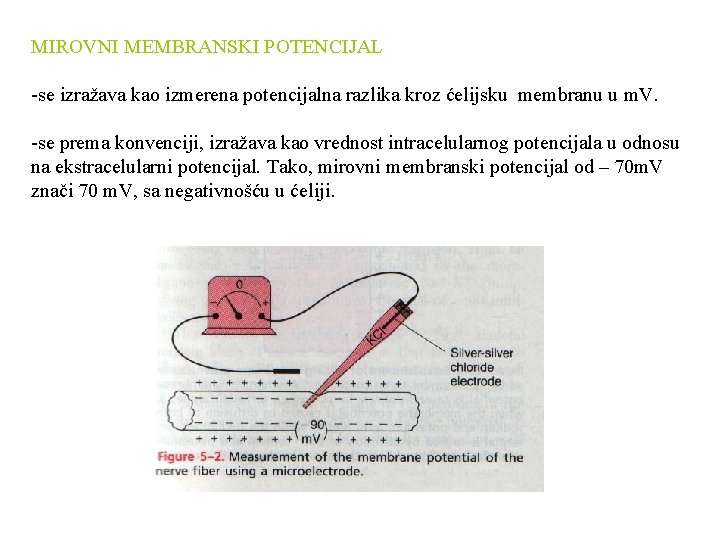 MIROVNI MEMBRANSKI POTENCIJAL -se izražava kao izmerena potencijalna razlika kroz ćelijsku membranu u m.