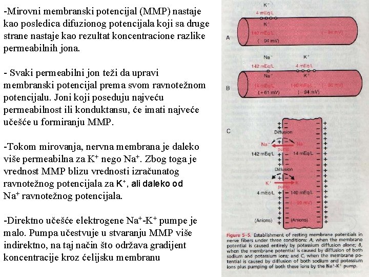-Mirovni membranski potencijal (MMP) nastaje kao posledica difuzionog potencijala koji sa druge strane nastaje