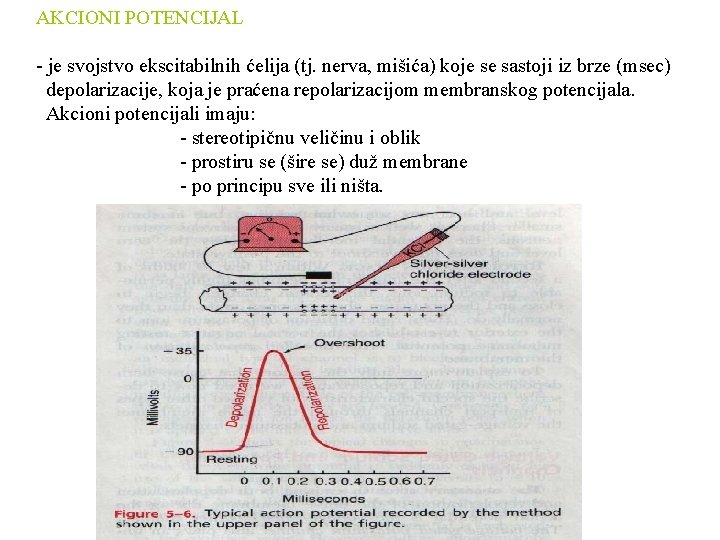 AKCIONI POTENCIJAL - je svojstvo ekscitabilnih ćelija (tj. nerva, mišića) koje se sastoji iz