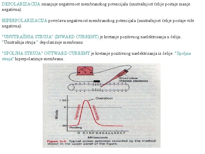 DEPOLARIZACIJA smanjuje negativnost membranskog potencijala (unutrašnjost ćelije postaje manje negativna). HIPERPOLARIZACIJA povećava negativnost membranskog