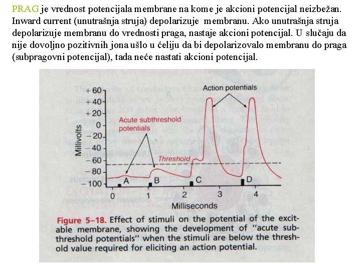 PRAG je vrednost potencijala membrane na kome je akcioni potencijal neizbežan. Inward current (unutrašnja