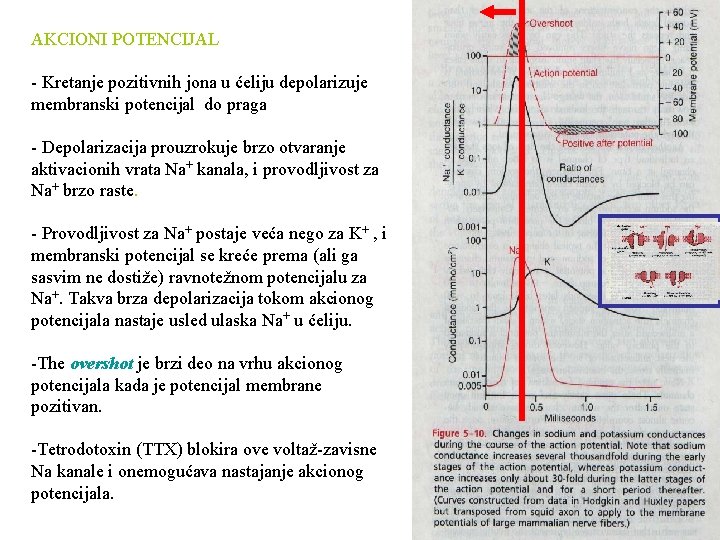 AKCIONI POTENCIJAL - Kretanje pozitivnih jona u ćeliju depolarizuje membranski potencijal do praga -