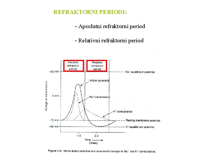 REFRAKTORNI PERIODI: - Apsolutni refraktorni period - Relativni refraktorni period 