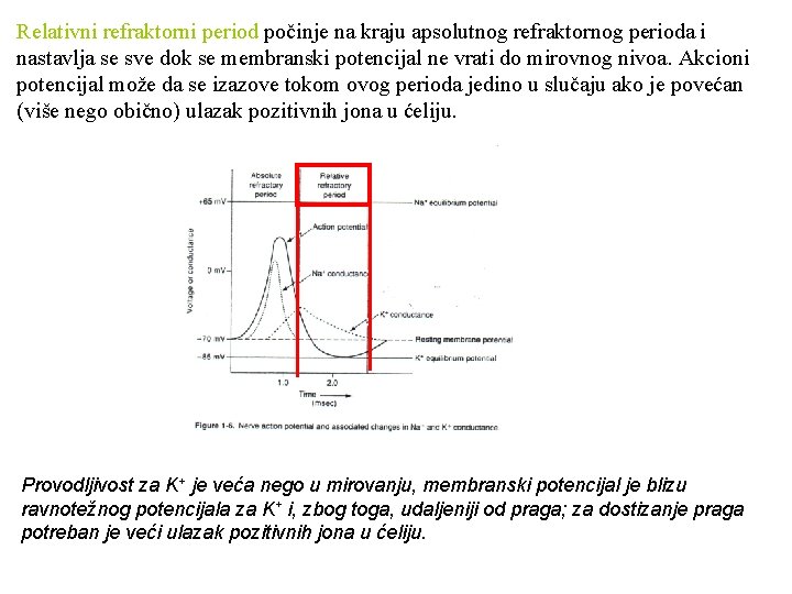 Relativni refraktorni period počinje na kraju apsolutnog refraktornog perioda i nastavlja se sve dok