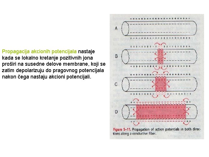 Propagacija akcionih potencijala nastaje kada se lokalno kretanje pozitivnih jona proširi na susedne delove