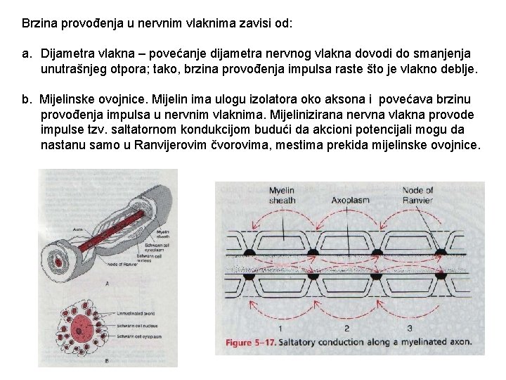 Brzina provođenja u nervnim vlaknima zavisi od: a. Dijametra vlakna – povećanje dijametra nervnog