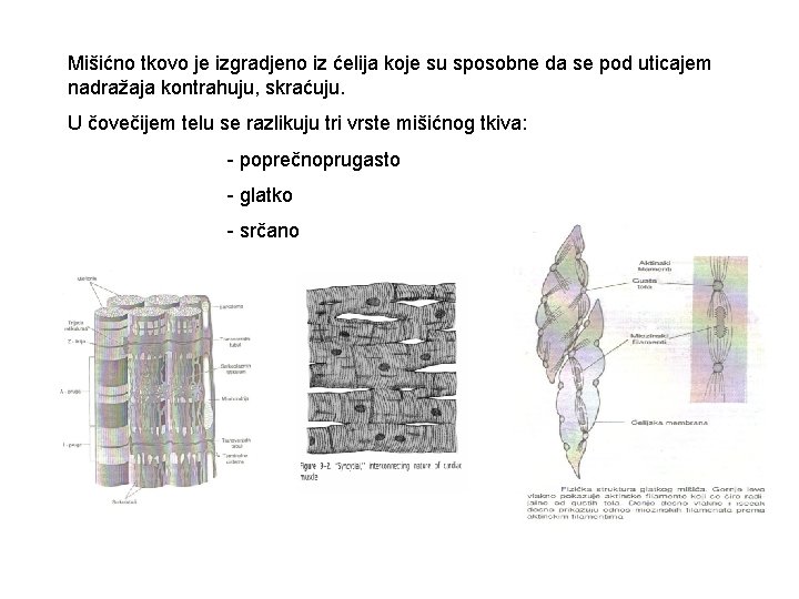 Mišićno tkovo je izgradjeno iz ćelija koje su sposobne da se pod uticajem nadražaja