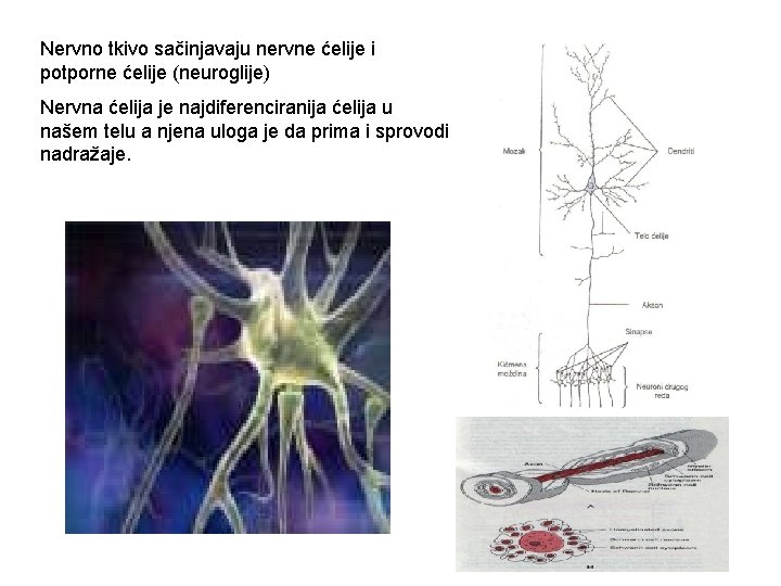 Nervno tkivo sačinjavaju nervne ćelije i potporne ćelije (neuroglije) Nervna ćelija je najdiferenciranija ćelija