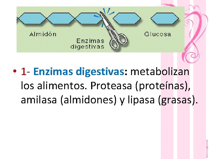 . • 1 - Enzimas digestivas: metabolizan los alimentos. Proteasa (proteínas), amilasa (almidones) y