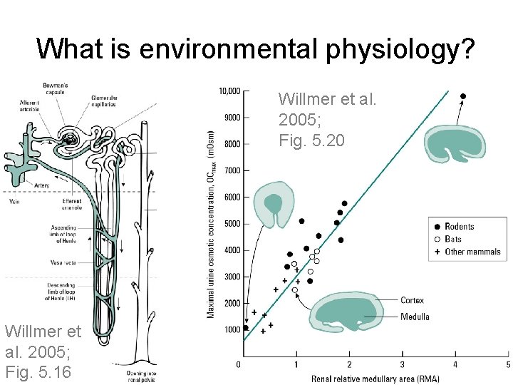 What is environmental physiology? Willmer et al. 2005; Fig. 5. 20 Willmer et al.