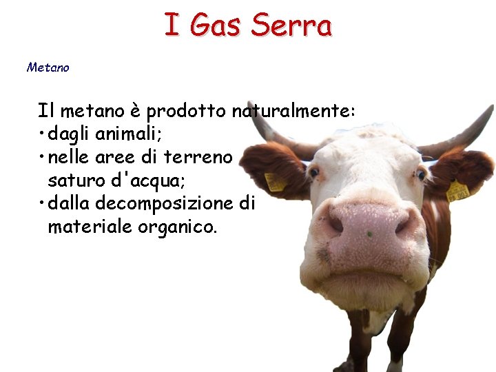 I Gas Serra Metano Il metano è prodotto naturalmente: • dagli animali; • nelle