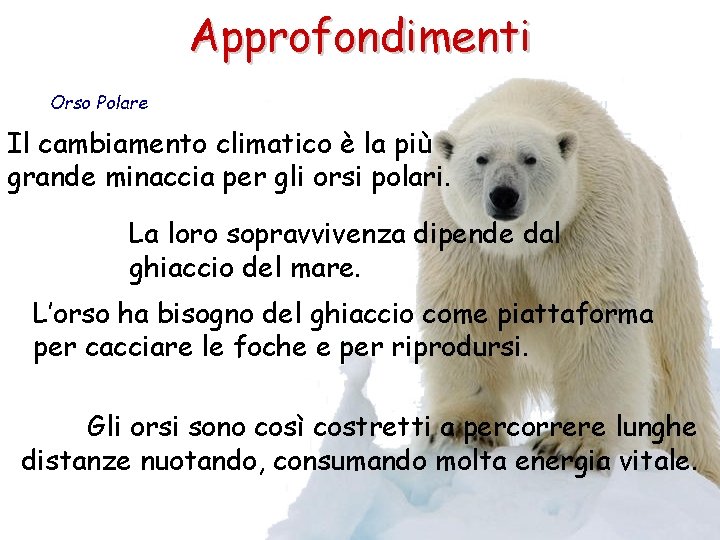 Approfondimenti Orso Polare Il cambiamento climatico è la più grande minaccia per gli orsi